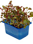 Adji Cress per potje