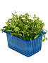 Motti Cress per potje