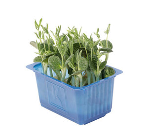 Lupine Cress per potje