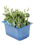 Lupine Cress per potje