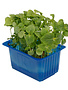 Shiso Green Cress per potje