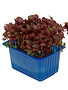 Shiso Purple Cress per potje