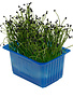 Rock Chives per potje