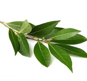 Laurier vers 75gr