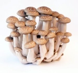 Beukenzwam Bruin Shimeji 150gr