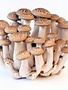 Beukenzwam Bruin Shimeji 150gr