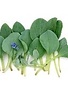 Oesterblad (50st)