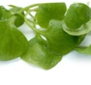 Postelein 100gr
