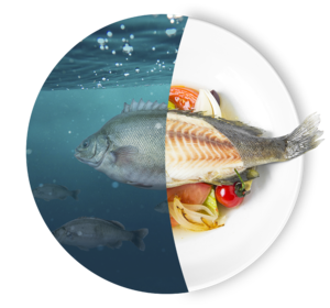 Omegabaars filet zonder vel