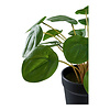 ebuy24 Pelia Kunst boom hoogte 28cm groen.