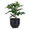 ebuy24 Figentræ Kunstplant H60 cm groen.