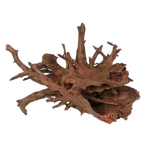 Corbo roots
