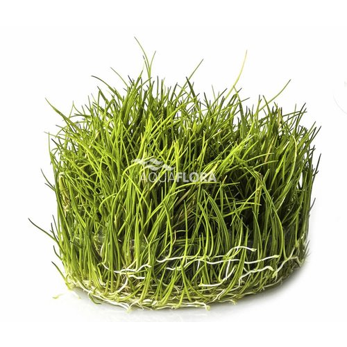 Eleocharis Parvula - In Vitro Eleocharis Parvula - In Vitro