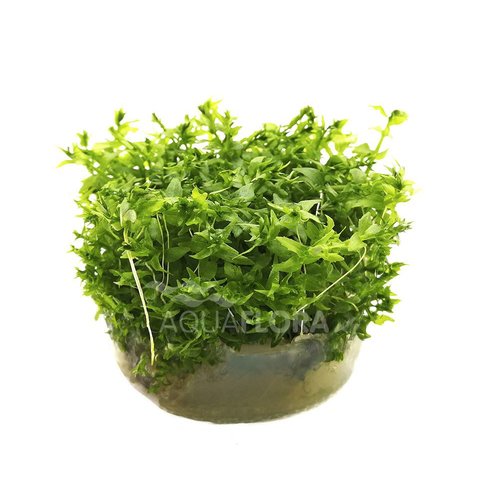 Gratiola Viscidula - In Vitro Gratiola Viscidula - In Vitro