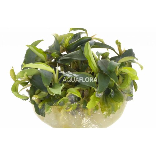 Bucephalandra Wavy Green - In Vitro Bucephalandra Wavy Green - In Vitro