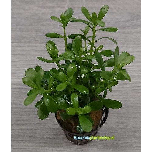 Bacopa Compacta Bacopa Compacta