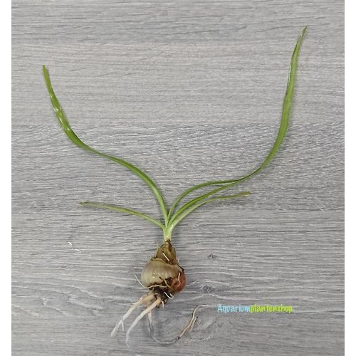 Crinum Thaianum Crinum Thaianum