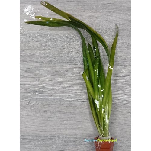 Vallisneria Gigantea Rubra Vallisneria Gigantea Rubra