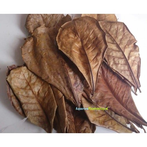 Catappa Grade D - 10 stuks Catappa Grade D - 10 stuks