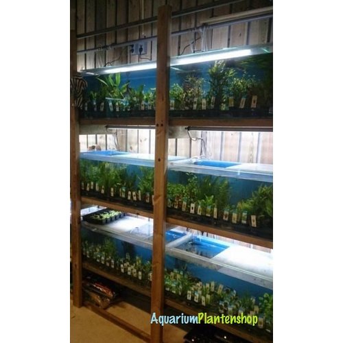 Restplanten Mix Restplanten Mix