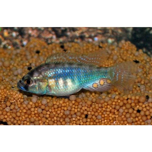 Astatotilapia Burtoni Red Spotted Astatotilapia Burtoni Red Spotted