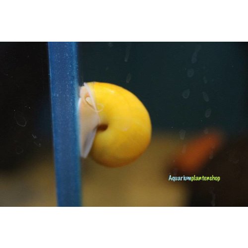 Appelslak - Geel Appelslak - Geel