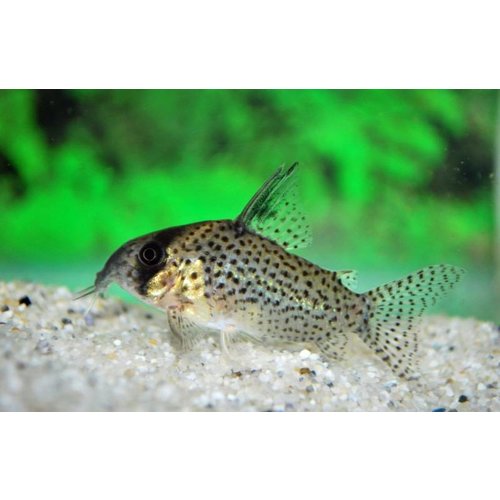 Corydoras Kanei Corydoras Kanei