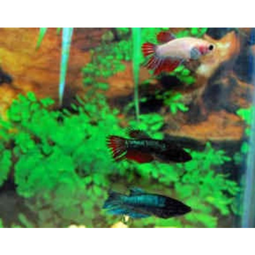 Betta Splendens Crowntail - Vrouwen Betta Splendens Crowntail - Vrouwen