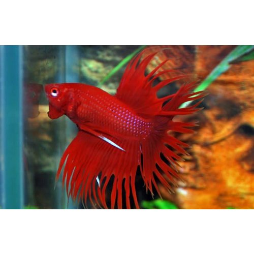 Betta Splendens Crowntail Betta Splendens Crowntail