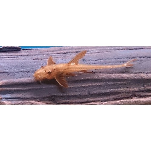 L010A Rineloricaria Lanceolata L010A Rineloricaria Lanceolata