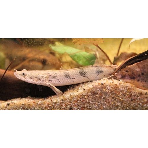 Polypterus Endlicheri Polypterus Endlicheri