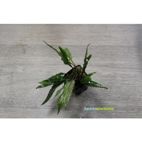 Cryptocoryne Blassii Cryptocoryne Blassii