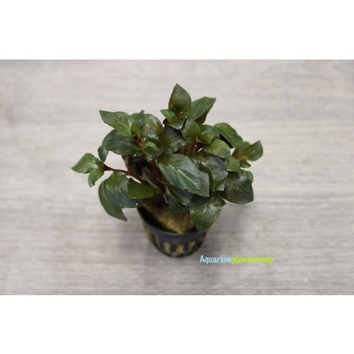 Ludwigia Repens Diamond Red Ludwigia Repens Diamond Red