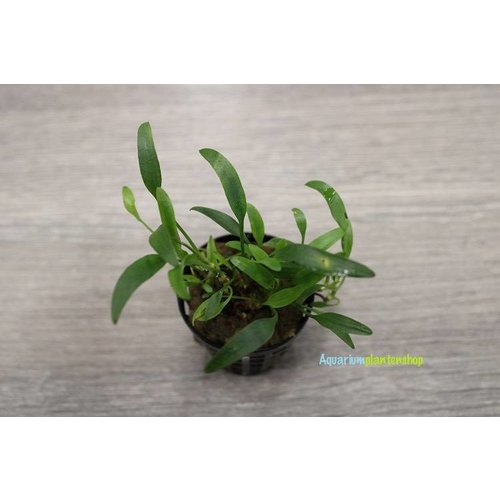 Cryptocoryne Amicorum Cryptocoryne Amicorum