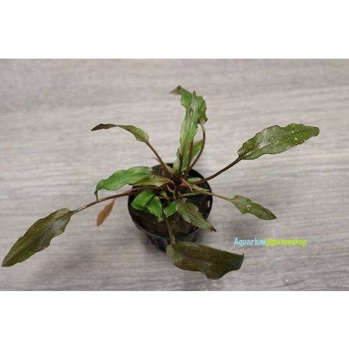 Cryptocoryne Legroi Cryptocoryne Legroi