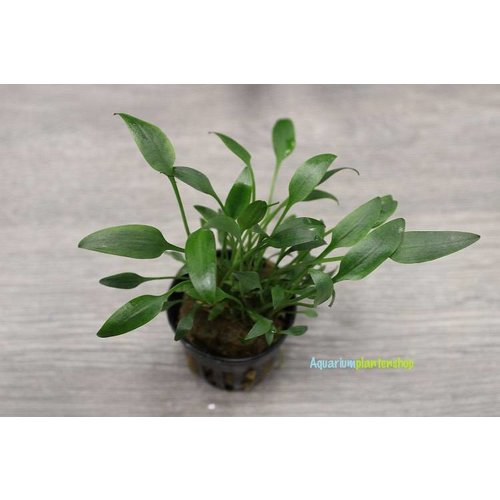 Cryptocoryne Lutea Cryptocoryne Lutea