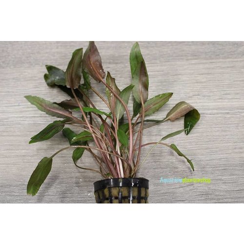 Cryptocoryne Mollmanii Cryptocoryne Mollmanii