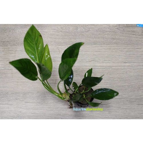 Anubias Congensis Anubias Congensis