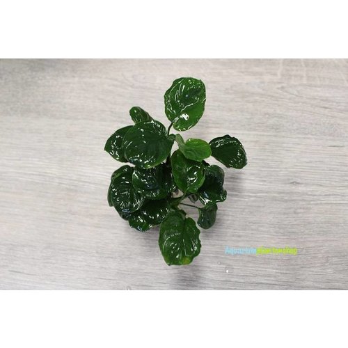 Anubias Nana Coin Anubias Nana Coin
