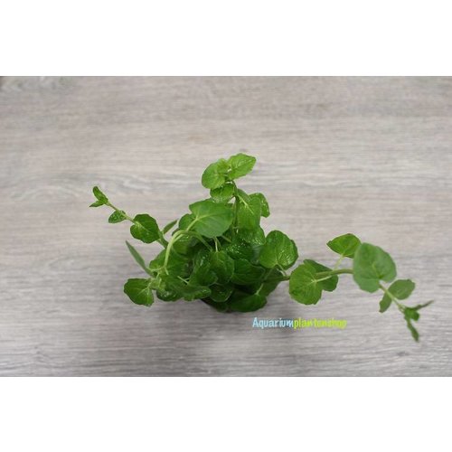 Clinopodium Brownei Clinopodium Brownei