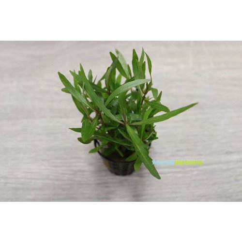Hygrophila Araguaia Hygrophila Araguaia