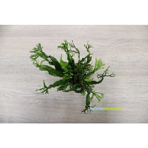 Microsorum Pteropus Specie Microsorum Pteropus Specie