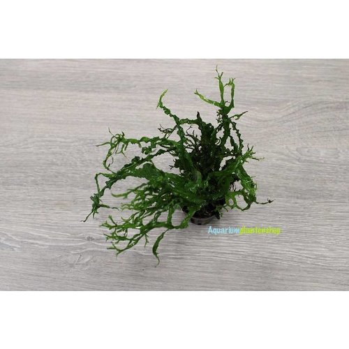 Microsorum Pteropus 'Twisted Leaf' Microsorum Pteropus 'Twisted Leaf'