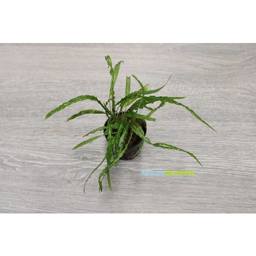 Cryptocoryne Balansae Cryptocoryne Balansae