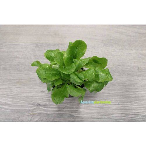 Samolus Floribundus Samolus Floribundus