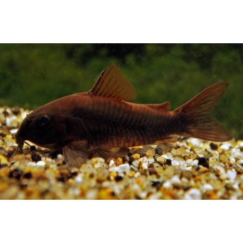 Corydoras Black Venezuela Corydoras Black Venezuela