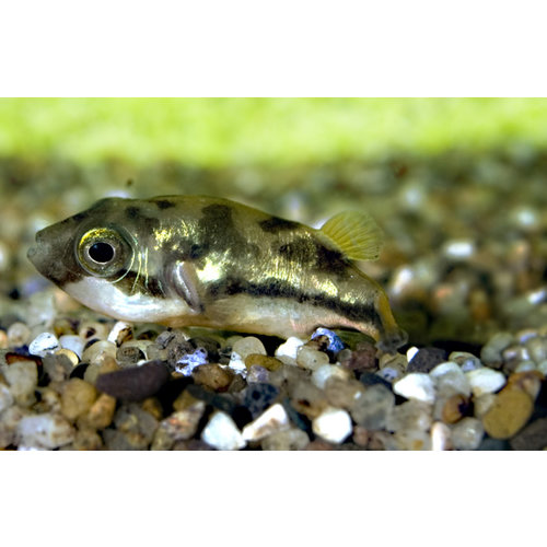 Tetraodon Travancoricus Tetraodon Travancoricus