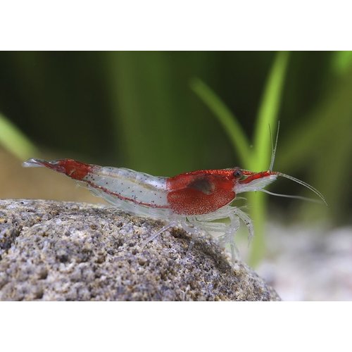 Rili Red Garnaal Rili Red Garnaal