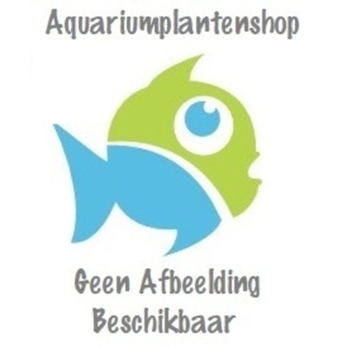 Cynotilapia Afra Cowbe Cynotilapia Afra Cowbe