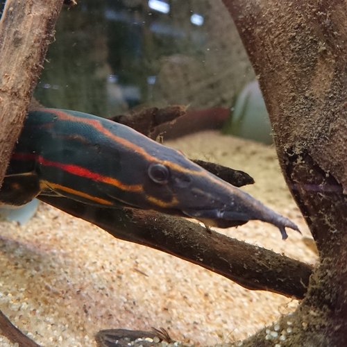Mastacembelus Erythrotaenia Mastacembelus Erythrotaenia